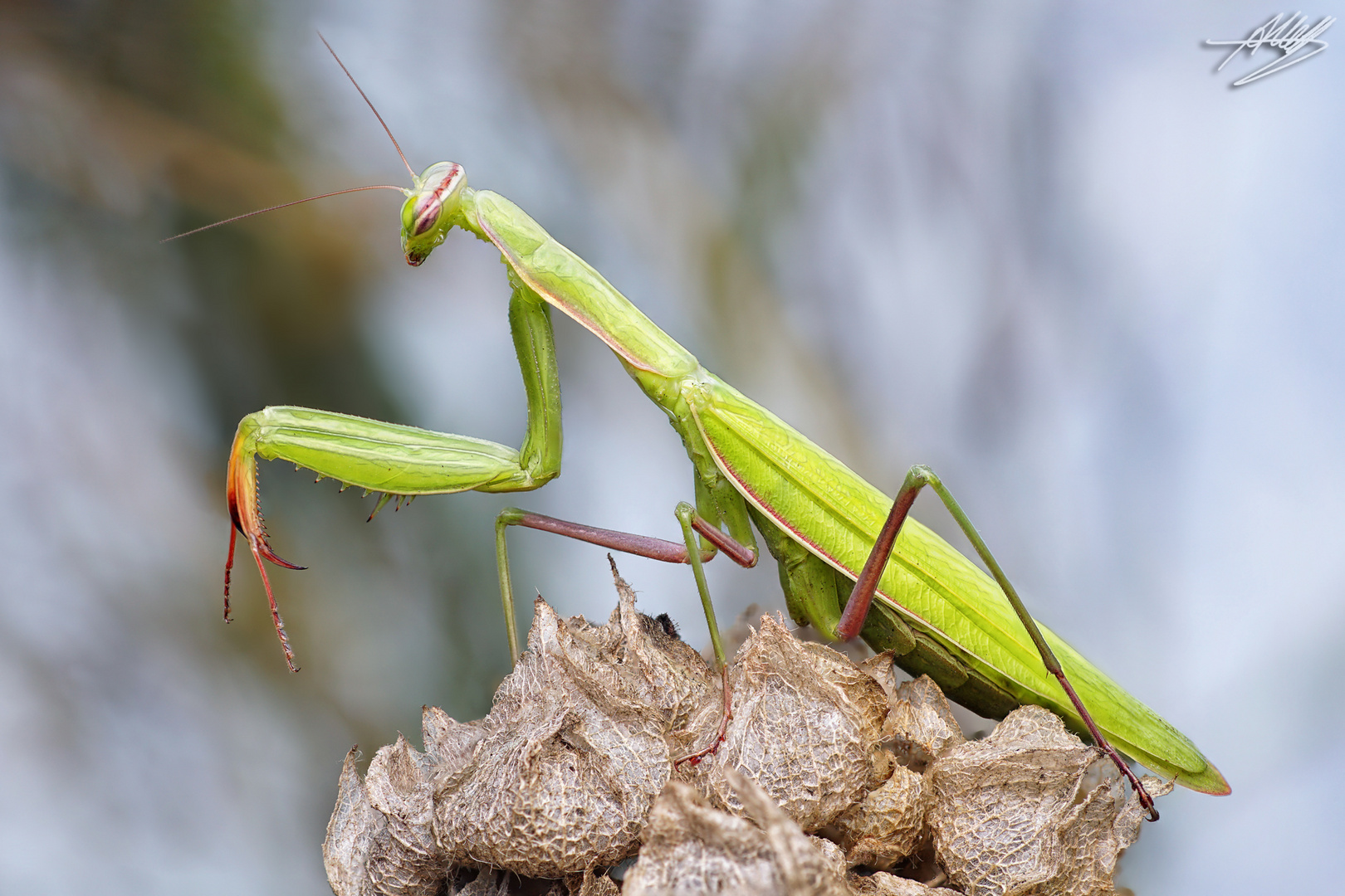 Europäische Gottesanbeterin (Mantis religiosa)