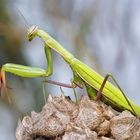 Europäische Gottesanbeterin (Mantis religiosa)