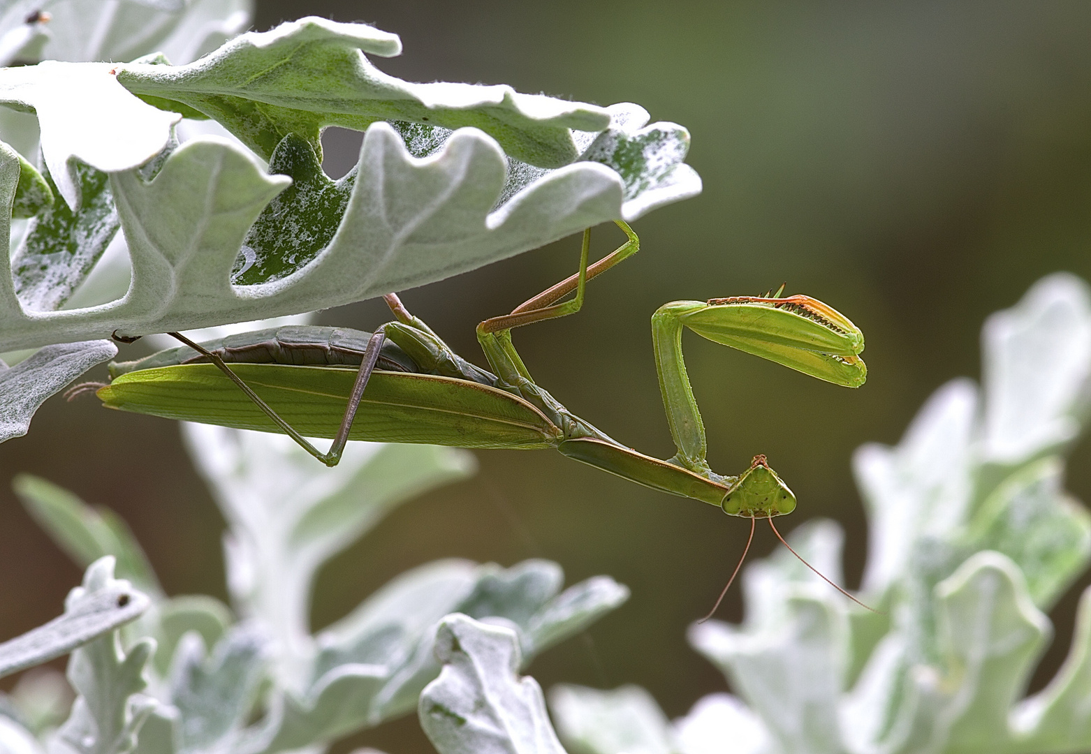 Europäische Gottesanbeterin (Mantis religiosa), 2