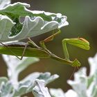 Europäische Gottesanbeterin (Mantis religiosa), 2