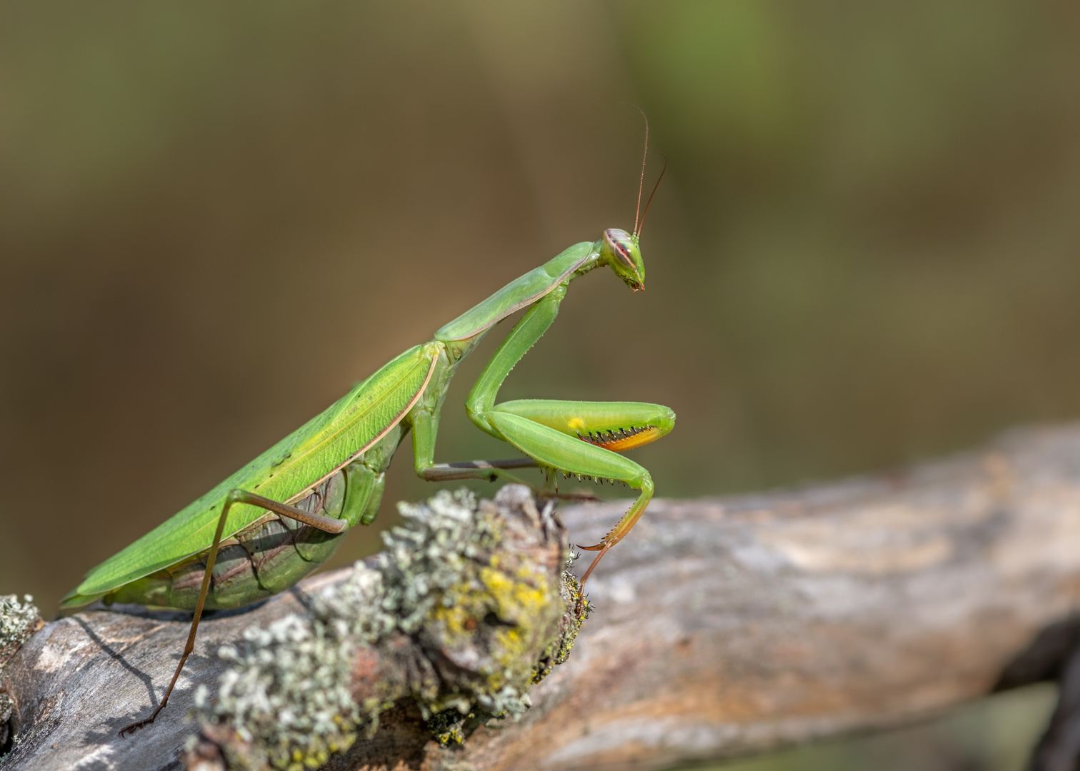 Europäische Gottesanbeterin (Mantis religiosa)