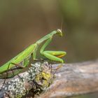 Europäische Gottesanbeterin (Mantis religiosa)