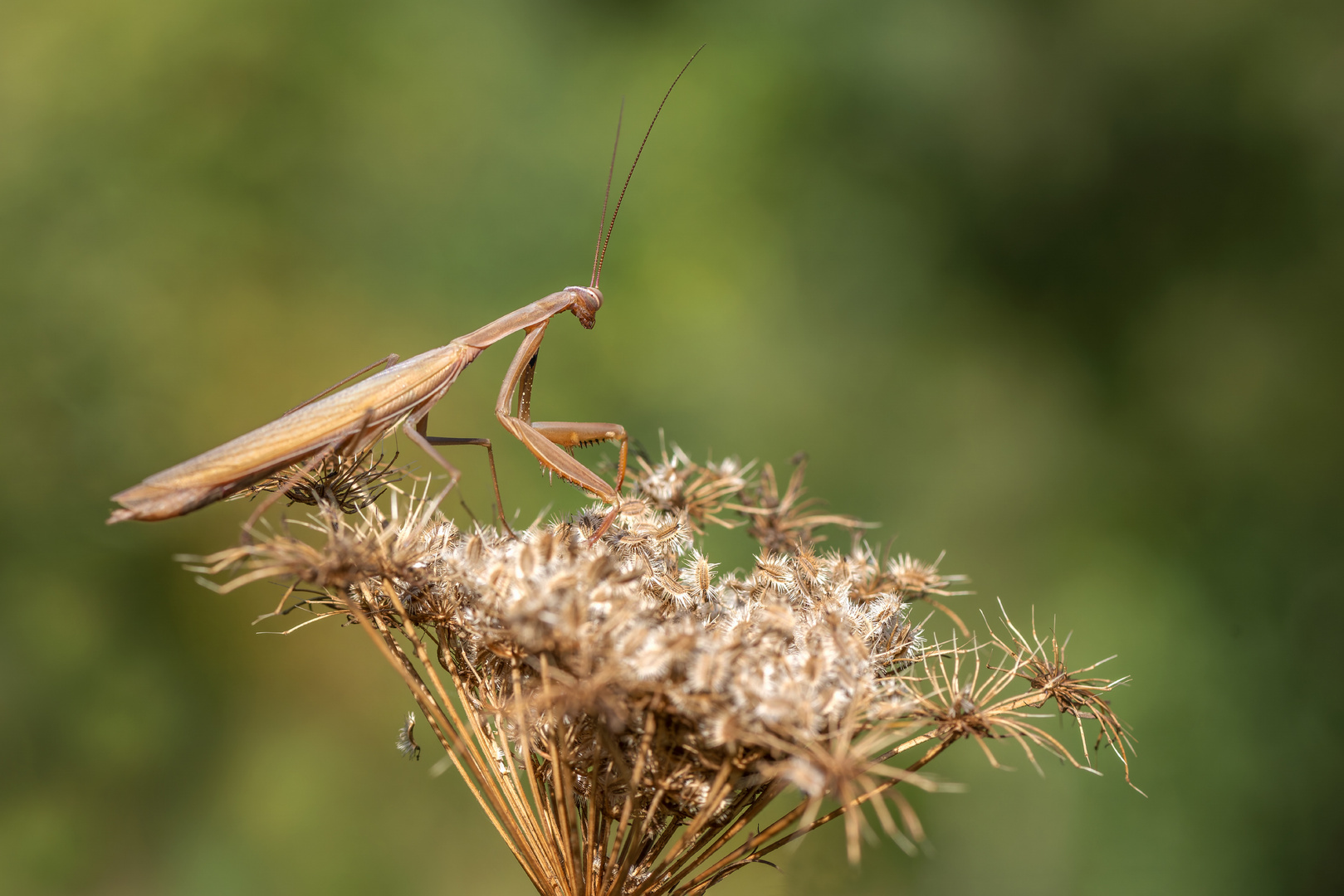 Europäische Gottesanbeterin (Mantis religiosa)