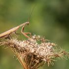 Europäische Gottesanbeterin (Mantis religiosa)