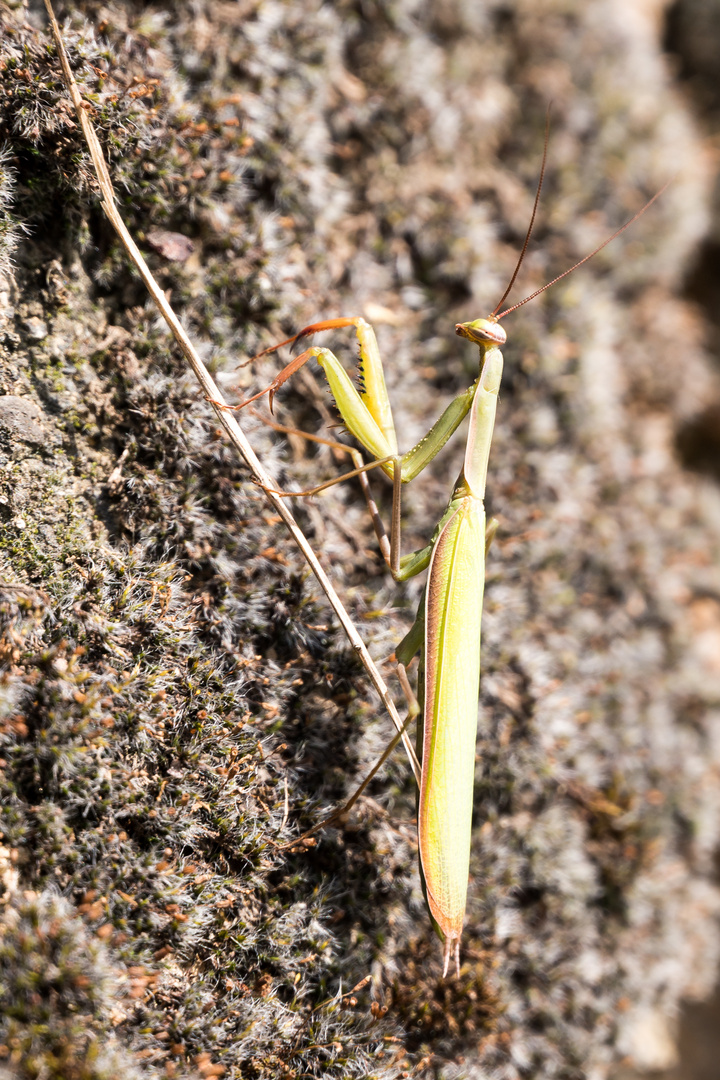  Europäische Gottesanbeterin (Mantis religiosa)