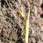  Europäische Gottesanbeterin (Mantis religiosa)