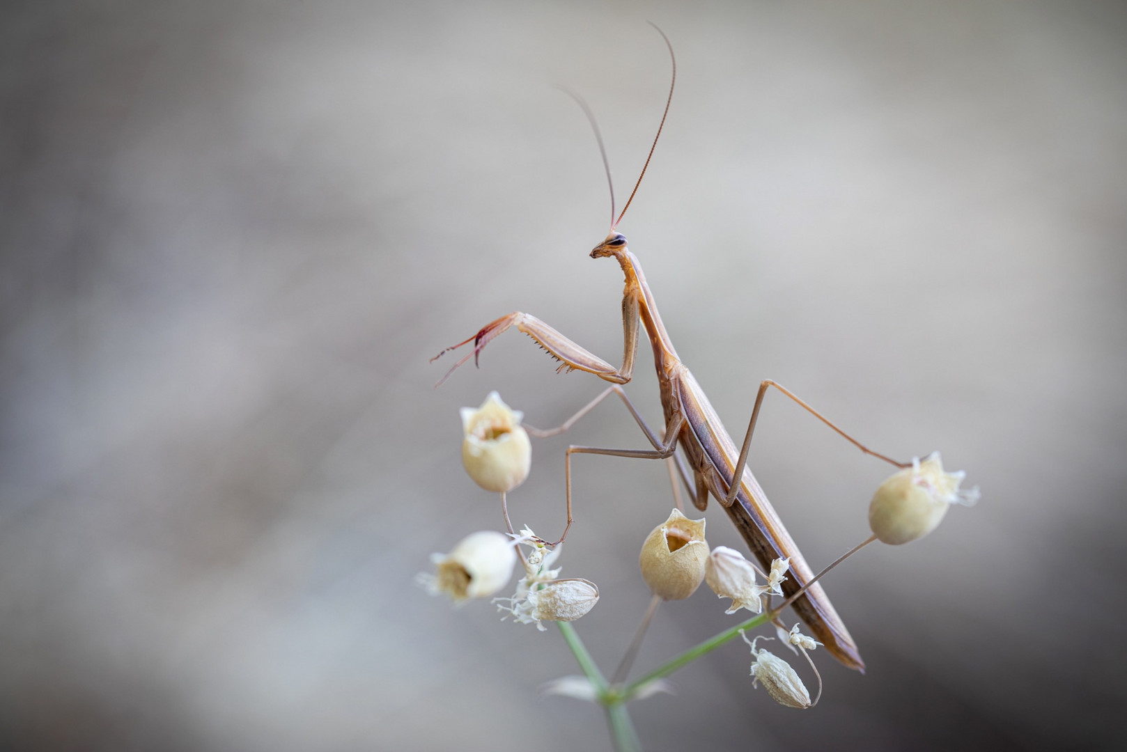 Europäische Gottesanbeterin (mantis religiosa)