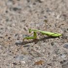 Europäische Gottesanbeterin (Mantis religiosa)