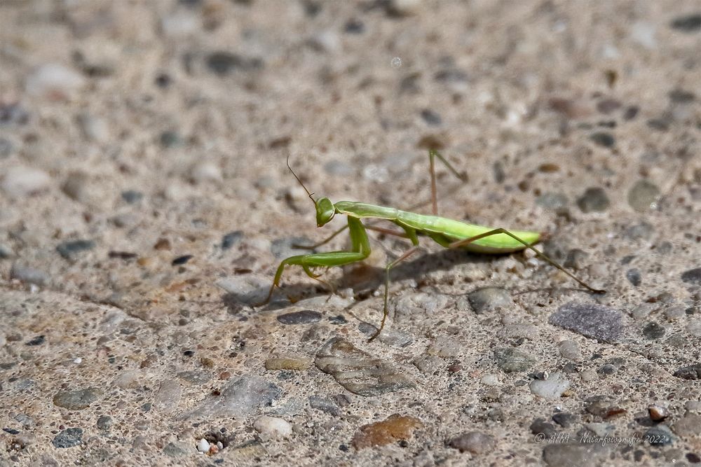 Europäische Gottesanbeterin (Mantis religiosa)