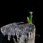 Europäische Gottesanbeterin (Mantis religiosa)