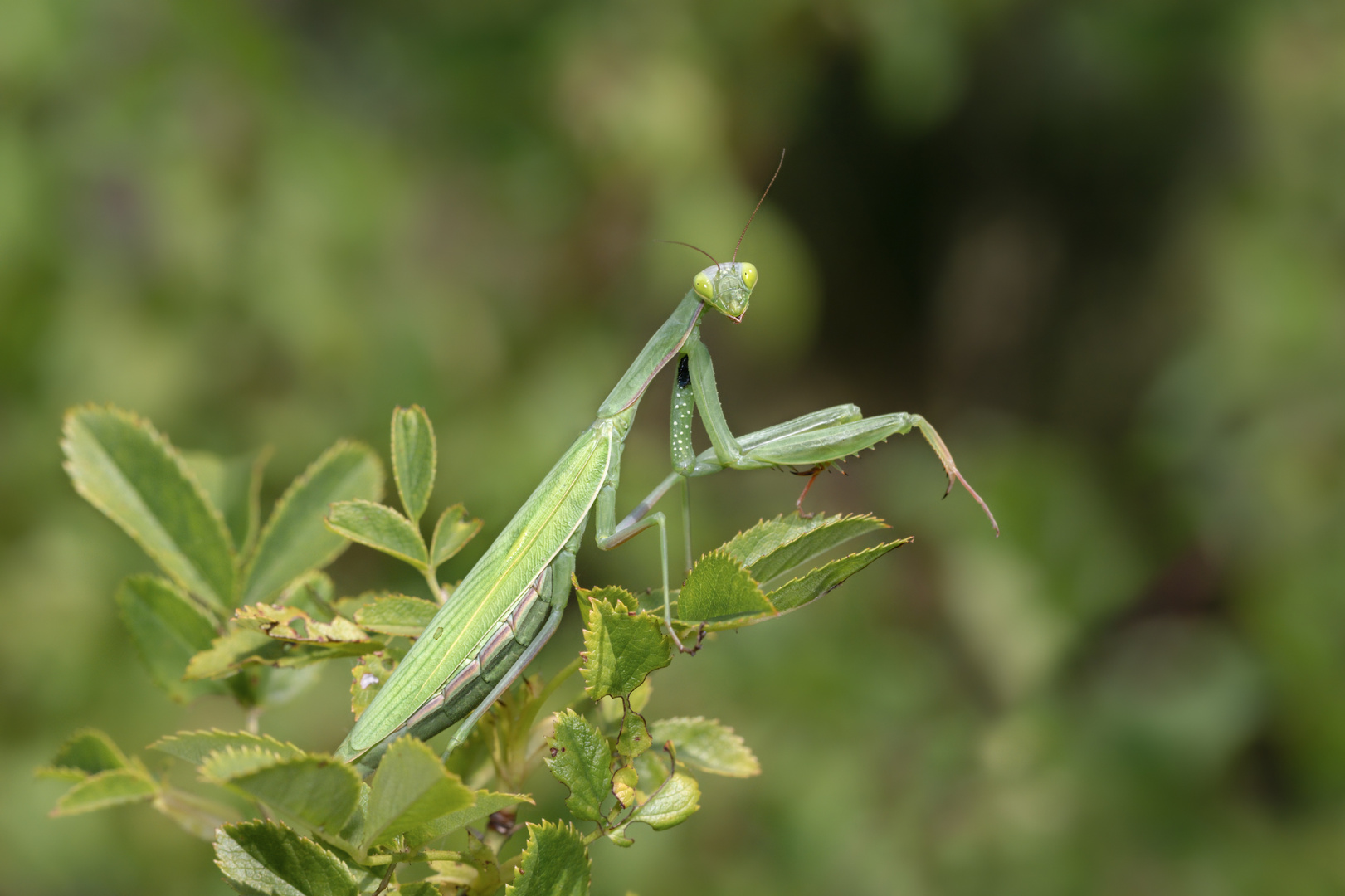 Europäische Gottesanbeterin (Mantis religiosa)