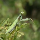 Europäische Gottesanbeterin (Mantis religiosa)