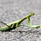 Europäische Gottesanbeterin (Mantis religiosa)