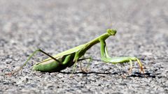 Europäische Gottesanbeterin (Mantis religiosa)