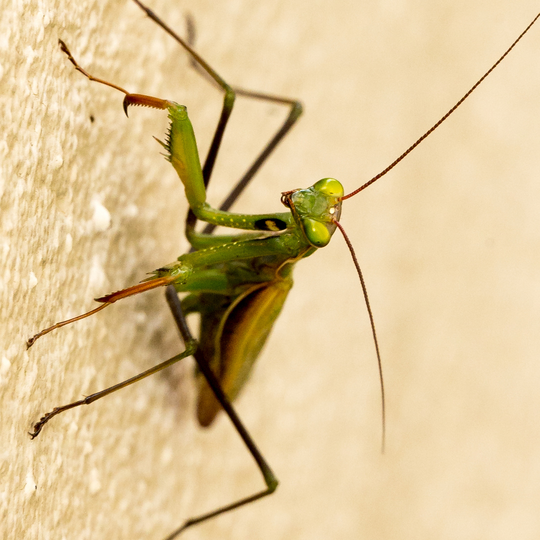  Europäische Gottesanbeterin (Mantis religiosa)