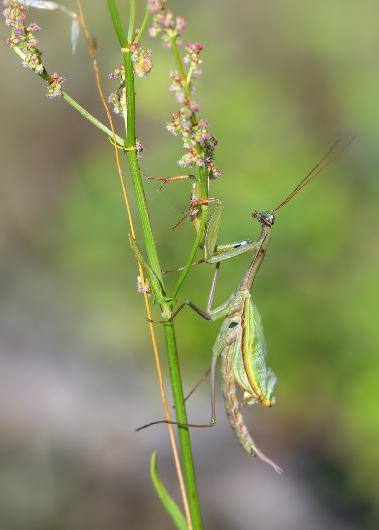 Europäische Gottesanbeterin (Mantis religiosa)