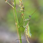 Europäische Gottesanbeterin (Mantis religiosa)