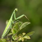 Europäische Gottesanbeterin (Mantis religiosa)