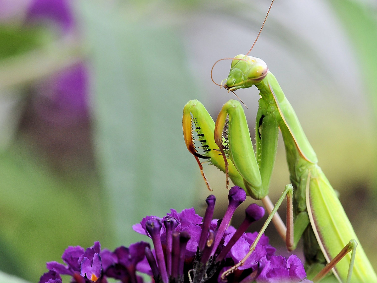 Europäische Gottesanbeterin, Mantis religiosa