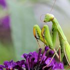 Europäische Gottesanbeterin, Mantis religiosa