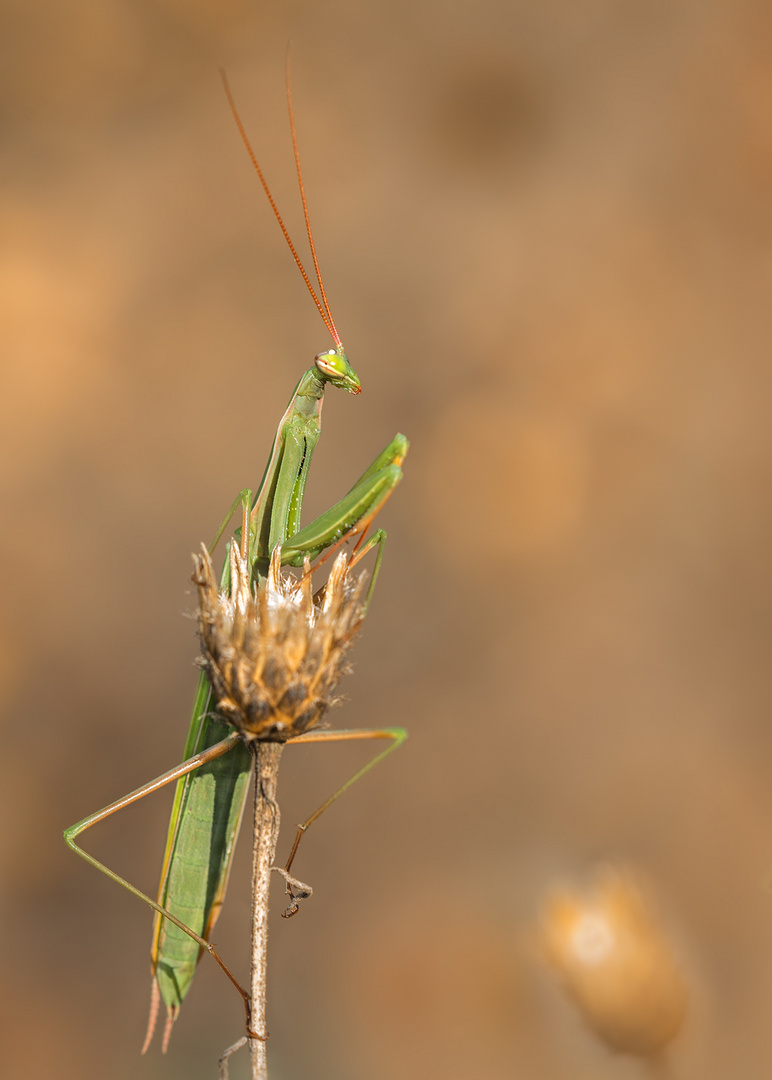 Europäische Gottesanbeterin (Mantis religiosa) 