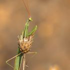 Europäische Gottesanbeterin (Mantis religiosa) 