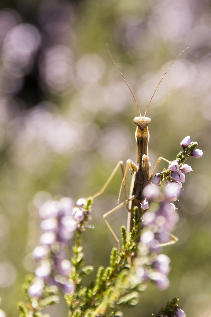 Europäische Gottesanbeterin (Mantis religiosa)