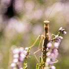 Europäische Gottesanbeterin (Mantis religiosa)