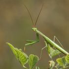 Europäische Gottesanbeterin (Mantis religiosa) 