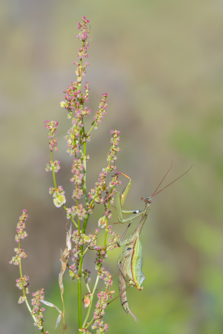 Europäische Gottesanbeterin (Mantis religiosa)