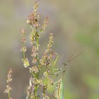 Europäische Gottesanbeterin (Mantis religiosa)