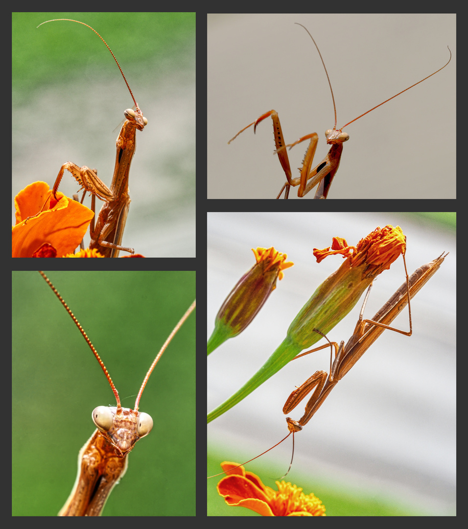 Europäische Gottesanbeterin - Mantis religiosa