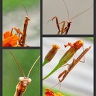 Europäische Gottesanbeterin - Mantis religiosa