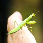 Europäische Gottesanbeterin (Mantis religiosa)