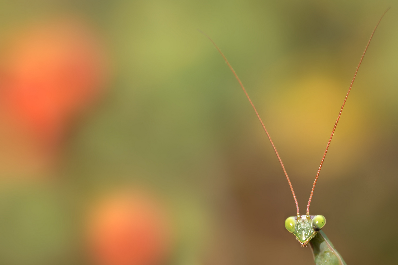 Europäische Gottesanbeterin (Mantis religiosa) 