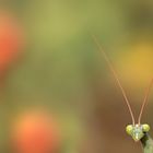 Europäische Gottesanbeterin (Mantis religiosa) 