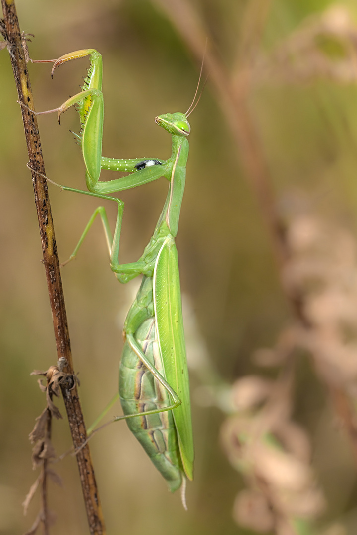 Europäische Gottesanbeterin (Mantis religiosa) 