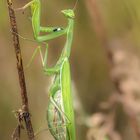 Europäische Gottesanbeterin (Mantis religiosa) 