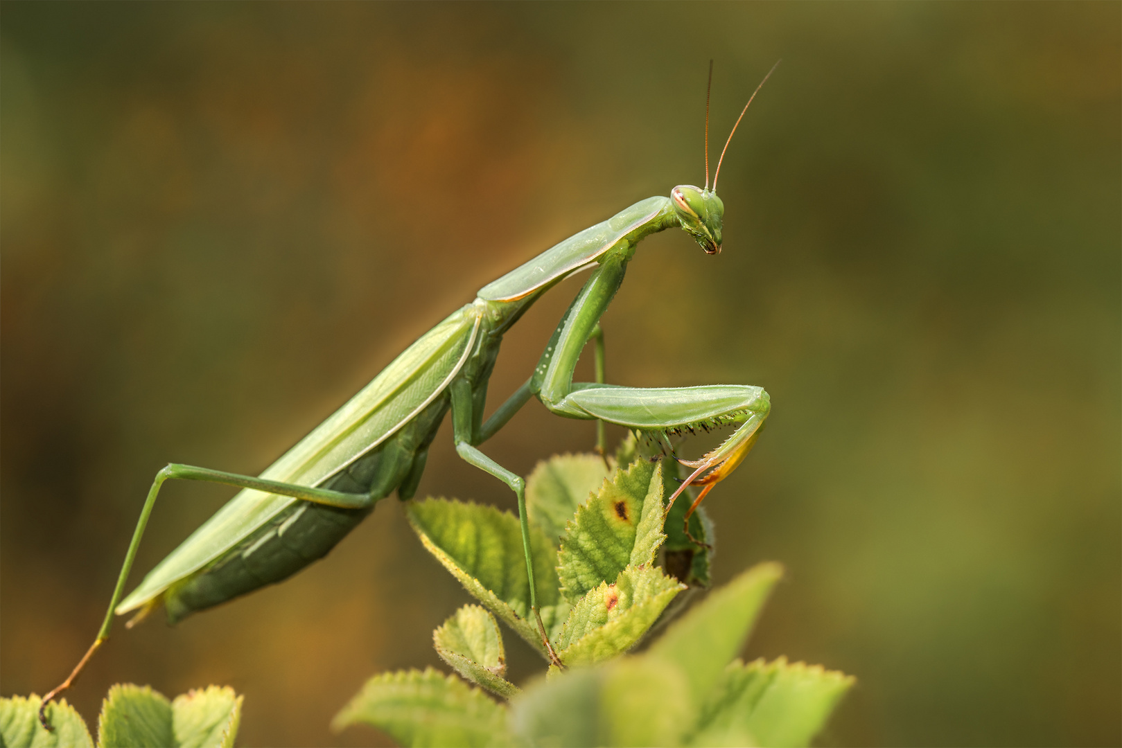 Europäische Gottesanbeterin (Mantis religiosa) 