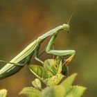 Europäische Gottesanbeterin (Mantis religiosa) 