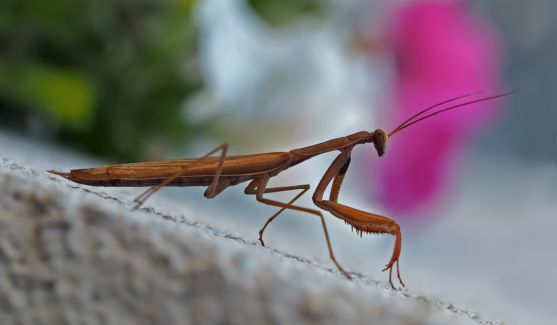 Europäische Gottesanbeterin (Mantis religiosa)