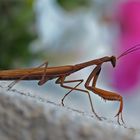 Europäische Gottesanbeterin (Mantis religiosa)