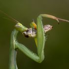 Europäische Gottesanbeterin (Mantis religiosa)