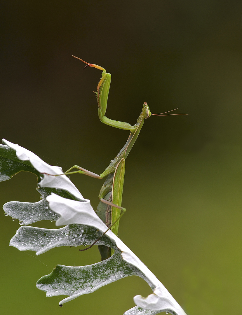 Europäische Gottesanbeterin (Mantis religiosa),