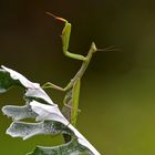 Europäische Gottesanbeterin (Mantis religiosa),