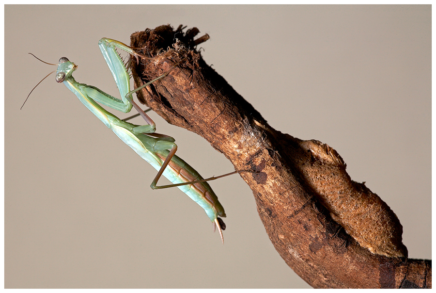 Europäische Gottesanbeterin (Mantis religiosa)