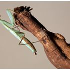 Europäische Gottesanbeterin (Mantis religiosa)