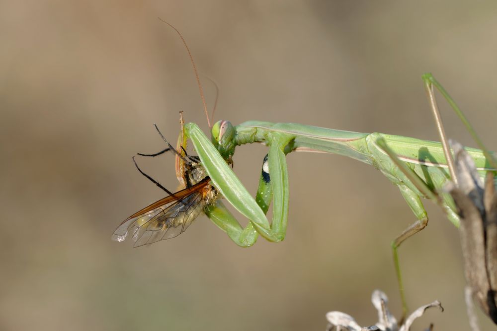 Europäische Gottesanbeterin ( Mantis religiosa) 