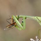 Europäische Gottesanbeterin ( Mantis religiosa) 