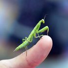 Europäische Gottesanbeterin (Mantis religiosa)